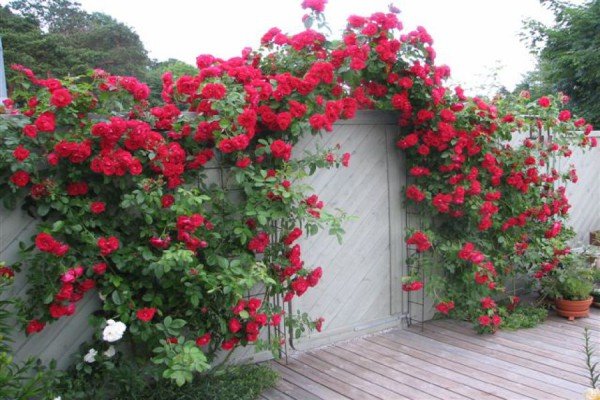 Вюнка троянда Фламентанц — приголомшливий сорт з рясним цвітінням