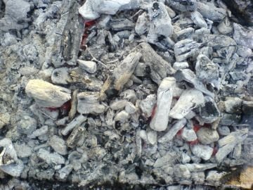 Власоед у тварин – ефективні методи лікування