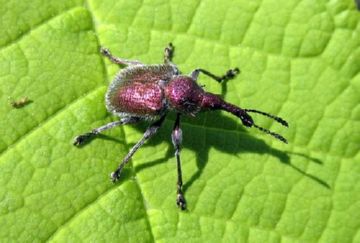 Несправжній трутовик та інші комахи: хто шкодить вишневим деревах