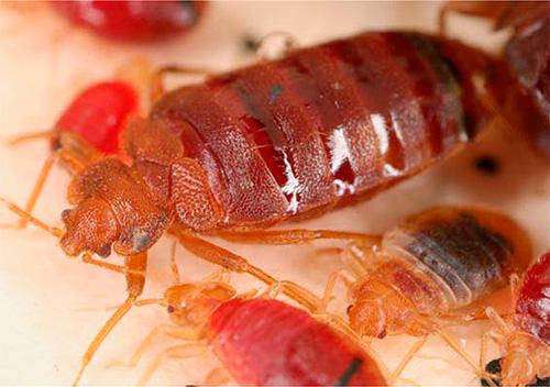 Фуфанон від клопів – як приготувати розчин і обробити приміщення?