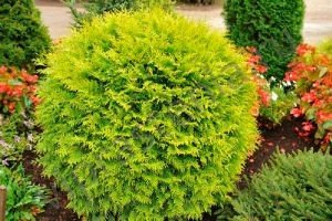 Туя західна: розглядаємо найбільш популярні і затребувані для садівників сорти