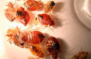 Можуть клопи перейти від сусідів: як захиститися і змусити сусідів труїти клопів