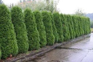 Туя Брабант: садимо найдинамічніший і високий чагарник на своїй ділянці