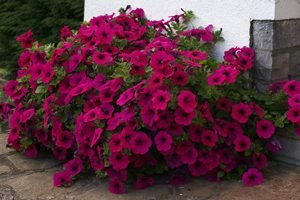 Петунія Рамблін — гібридний сорт з великими квітками