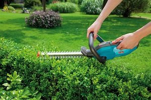 Низькорослі бордюрні квіти: правила підбору і види рослин, поради по догляду та фото