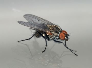 Шведська муха на пшениці і кукурудзі — надійні заходи боротьби