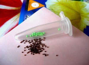 Посадка насіння на розсаду петунії: технологія методів «равлика» і «сніг»