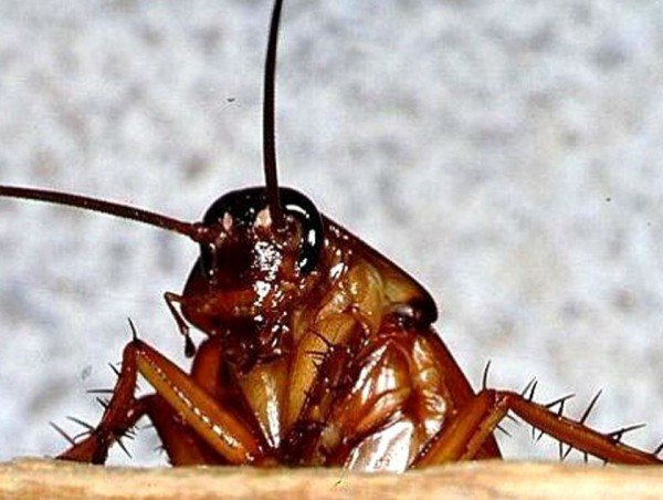 Звільнити квартиру від небажаних гостей допоможе засіб від тарганів