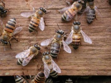 Африканська бджола, або бджола вбивця