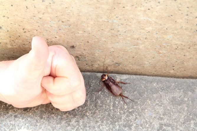 Фіпроніл від тарганів — популярні засоби на його основі