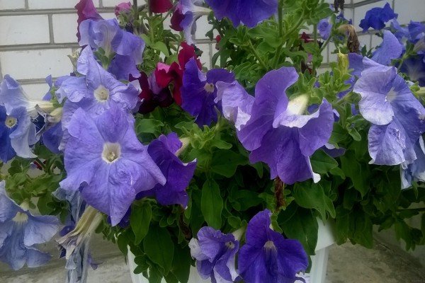 Петунія крупноквіткова: огляд сортів і особливості вирощування
