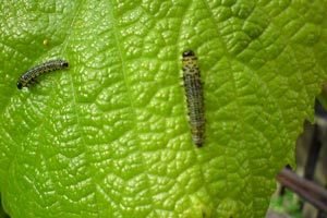 Хвороби та шкідники жимолості: ознаки і методи боротьби з ними