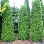 Зразок порядку і гармонії — туя східна Ауреа Нана: характерні особливості