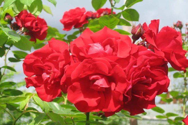 Плетисті троянди для Підмосковя: огляд кращих сортів з описом та рекомендаціями по догляду