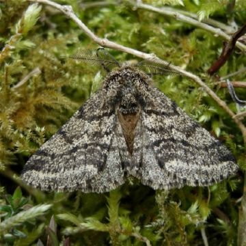 Опис зимової пядуна, пядуна шовкопряда та інших видів. Заходи боротьби з шкідливими гусеницями пядениц