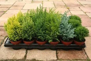 Особливості догляду за туями в домашніх умовах: посадка, розмноження і користь від вирощування туї у горщику