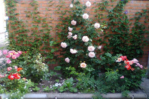 Особливості вирощування плетистих троянд: нюанси посадки та догляду за квітами в саду