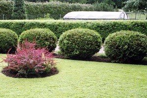 Використання туї для створення живоплоту: опис сортів та особливості формування