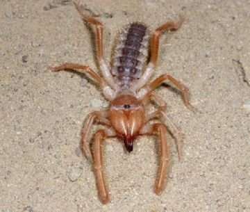 Сольпуги, або фаланги – незвичайні всеїдні хижаки