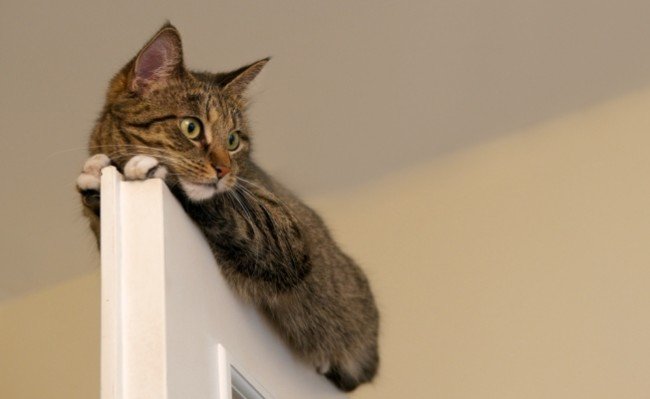 Котячі блохи — як вилікувати мурлыку і захистити себе?