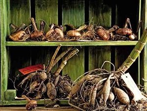 Підготовка рослин до зими: обрізка, укриття та інші прийоми захисту від холоду, рекомендації фахівців і фото