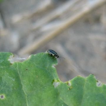 Якої шкоди завдають хрестоцвіті блішки і як з ними боротися