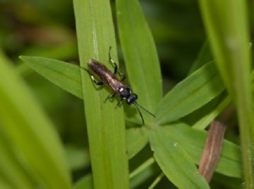 Чим шкідливі різні види пильщика: чорний, бледноногий, гребенчатоусый, минирующий та інші