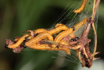 Зірчастий, одиночний і інші різновиди пильщика ткачів: опис та заходи боротьби