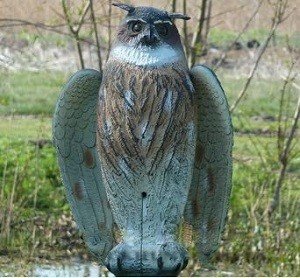 Як відлякати птахів з ділянки: засоби захисту урожаю, ціни, виготовлення відлякувача своїми руками