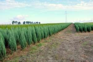 Блакитні ялівці сорти Блю: опис, характеристики й особливості вирощування