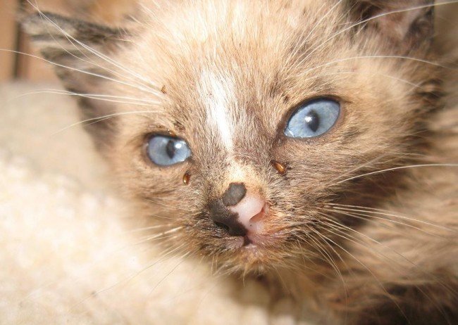 Блохи у кошеняти: Як позбутися і Що зробити