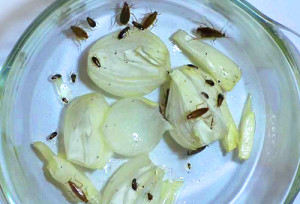 Пастки для тарганів: клейові, електричні, своїми руками