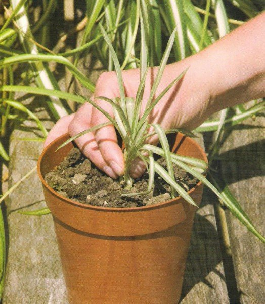 Шкідники кімнатних рослин їх ознаки та заходи боротьби з ними