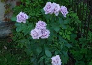 Вюнка троянда Индиголетта (Indigoletta) — нескладно виростити неможливо забути