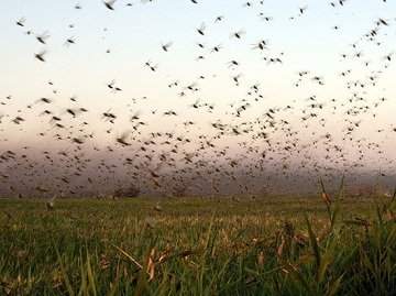 Пустельна сарана   швидкість розповсюдження та інші цікаві факти