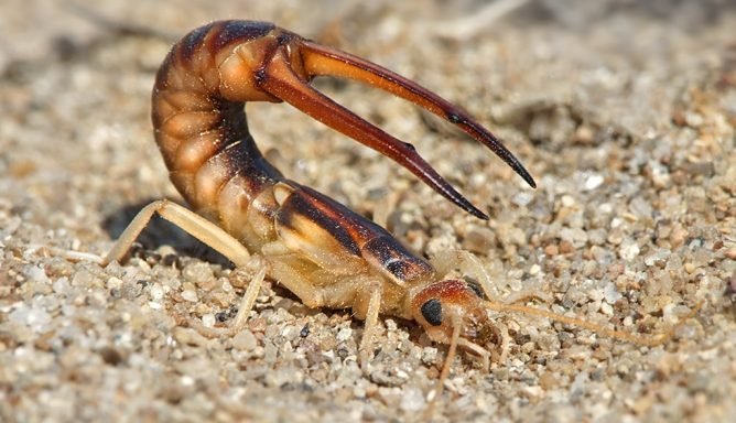 Опис двухвостки: факти про харчування, термін життя і способі розмноження