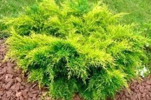 Блакитні ялівці сорти Блю: опис, характеристики й особливості вирощування