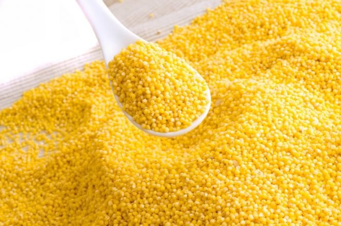 Мурахи в теплиці: як позбутися і вивести народними засобами