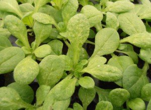 Чому у розсади петунії листя закручуються: часті причини недуги і правильне лікування