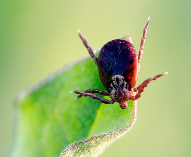 Іксодові кліщі: чим небезпечні і ареал проживання