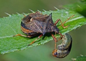 Клопи: фото та короткий опис найбільш поширених видів