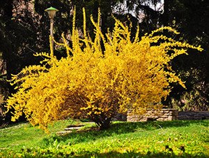 Вирощування гладіолусів: посадка і догляд у відкритому грунті, строки і схема посадки, коли викопувати гладіолуси, особливості зберігання цибулин, фото