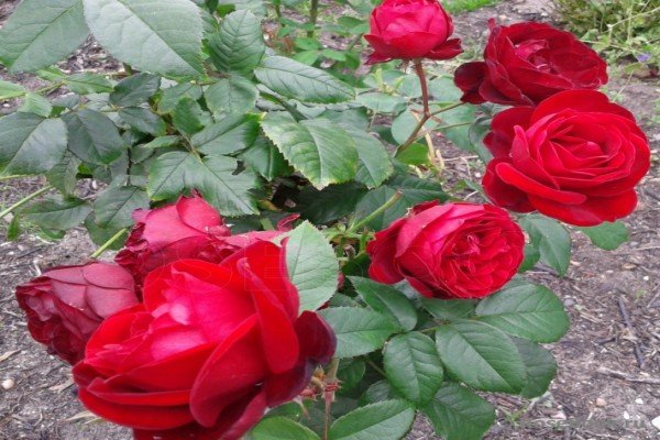 Кращі сорти червоних плетистих троянд: фото каталог і характеристики популярних садових рослин