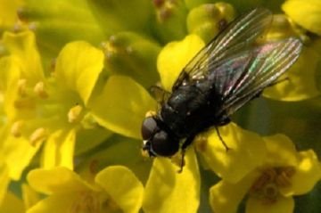 Вороги зернових: смугаста хлібна блішки та інші шкідливі комахи