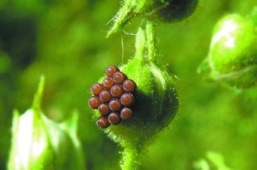 Клоп смугастик: італійська гроза садівників