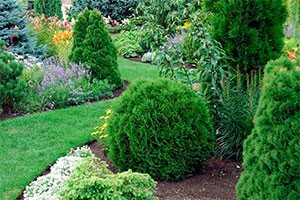 Туя Тіні Тім: опис цікавого карликового сорту чагарника з чудовими декоративними якостями