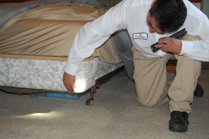 Самостійна боротьба з клопами в домашніх умовах