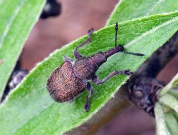 Грушевий квіткоїд та інші шкідники: рятуємо груші