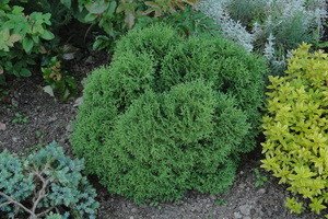 Туя західна Даніка: опис самого красивого і декоративного чагарника для садової ділянки