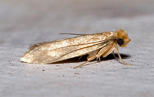 Як позбутися від молі: способи боротьби та методи їх застосування